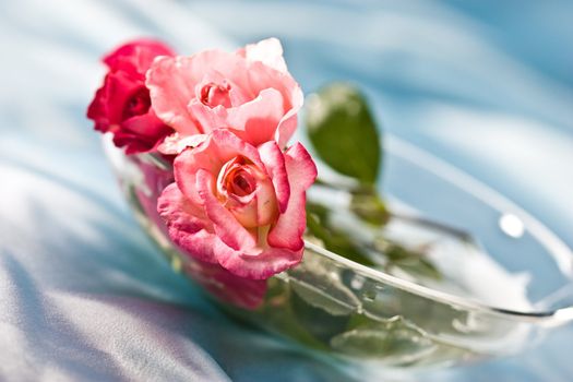 flower series: tender rose on the bowl over blue