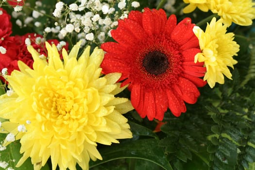 Red gerbera and yellow aster, flower background