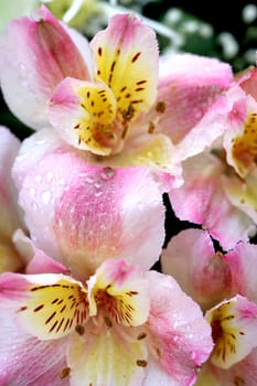 Lily and raindrops, flower background