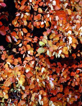 Autumn  with colorful aspen trees