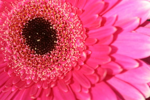 Pink aster macro, flower background