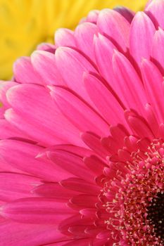 Pink aster macro, flower background