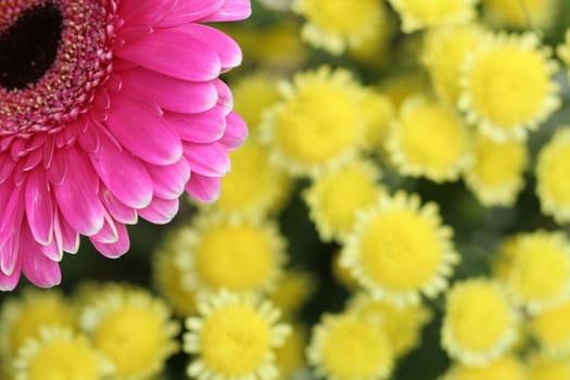 Pink aster on yellow background, flowers