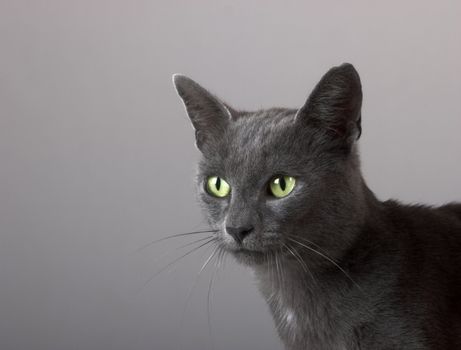 Studio shot of a beautiful kitteen with green eyes