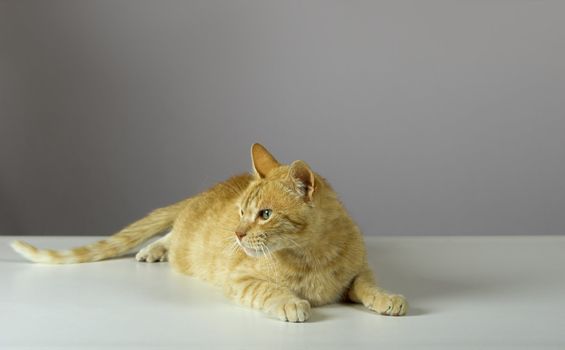 Studio shot of a beautiful kitteen (more pictures of the same cat on my gallery)