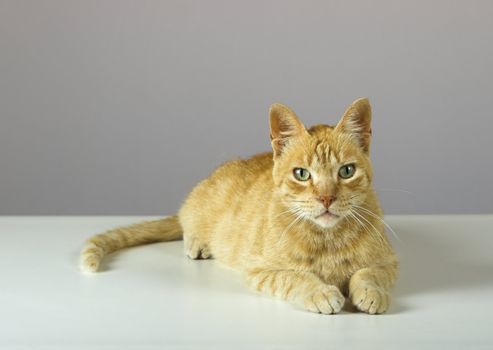 Studio shot of a beautiful kitteen (more pictures of the same cat on my gallery)