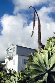 Big agave in a garden (agave attenuata)