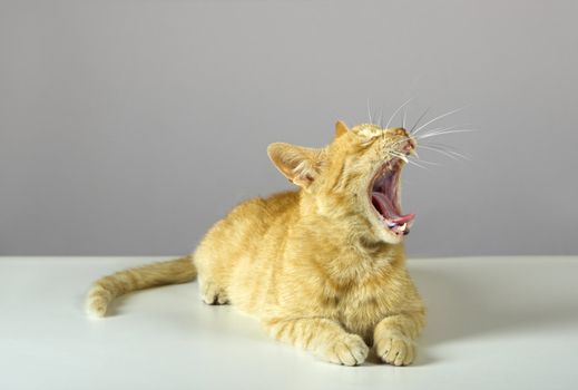 Studio shot of a beautiful kitteen (more pictures of the same cat on my gallery)