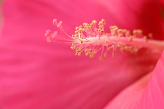 Pink hibiscus, flower backgrounds 1