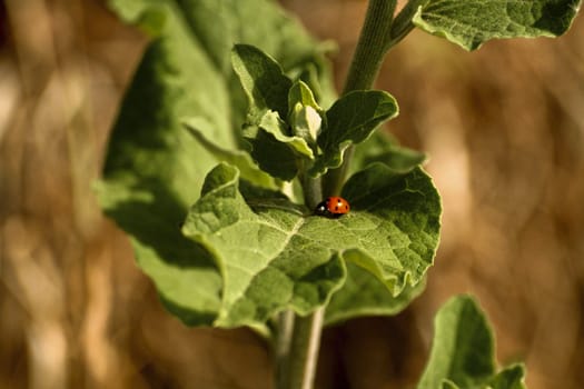 a ladybird stands on a hand prepared to fly away
