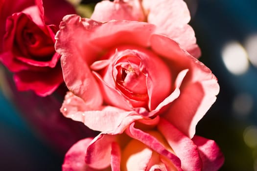 still life with tenderness roses, macro picture