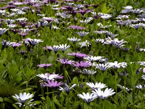 Flora Series - Images depicting various types of Mediterranean flowers