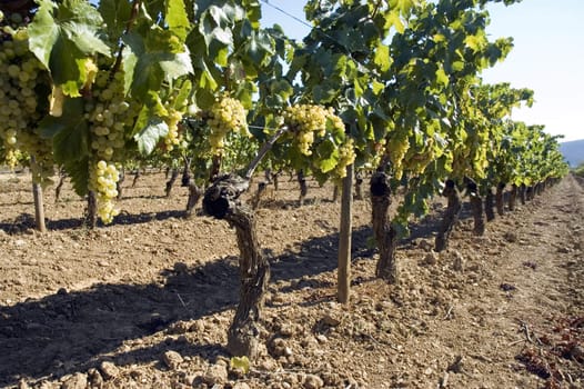 Rows of grape vines in vineyard.