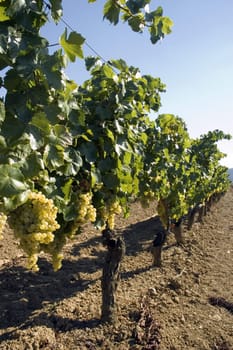 Grapes hanging from vines in vineyard