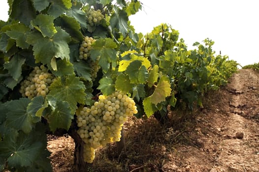 Grapes hanging from vines in vineyard