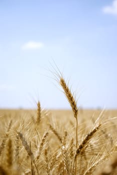 A closeup of an ear of wheat in a golden wheat field.