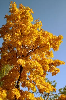 Autumn maple with leaves of yellow color on a background of the blue sky