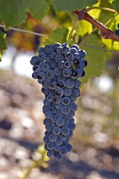 A beautiful view of a bunch of fresh, juicy ripe grapes still on the vine, ready to be picked.