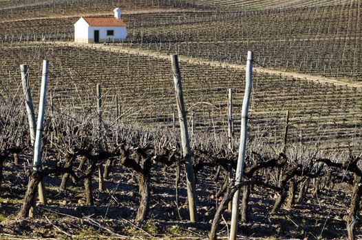 A view from a hilltop overlooking a dormant, leafless vineyard to a small white building in the distance during the winter season.