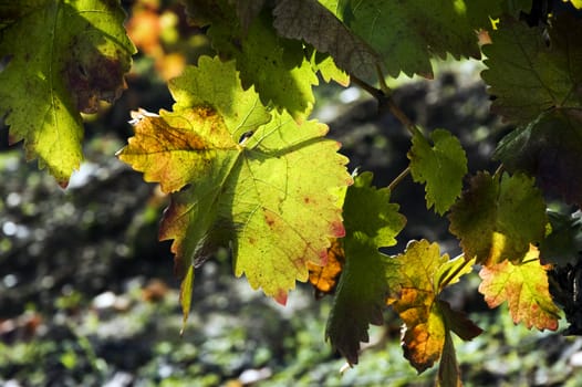 A closeup view of green leaves on a vine, showing signs of autumn colors around the edges.