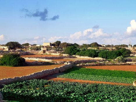Agriculture imagery. Rich soil and crops in the Mediterranean.