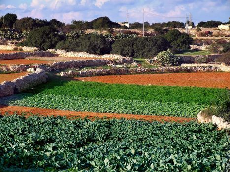 Agriculture imagery. Rich soil and crops in the Mediterranean.