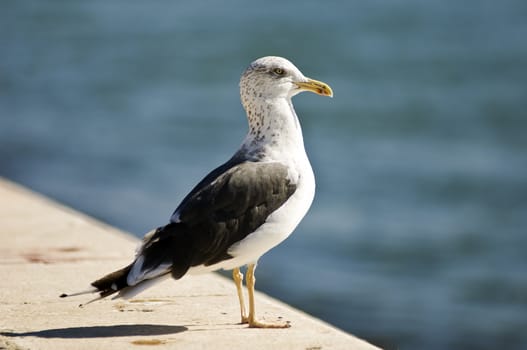 A lone seagull stands on a concrete ledge, looking out to sea.