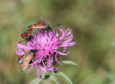 Six-spot burnet, Zygaena filipendulae, on knapweed flower, Centaurea.