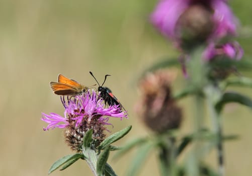 Little skipper, Thymelicus sylvestris, and six-spot burnet, Zygaena filipendulae, on knapweed, Centaurea.