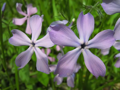 A photograph of a lavender flower in a field.