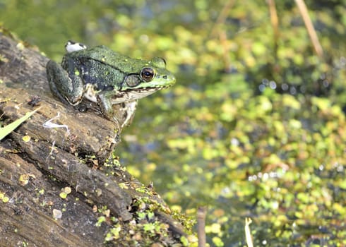 A bullfrog perched on a log in a swamp.