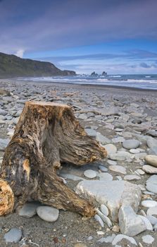 washed up tree trunk along the west coast of New Zealand. 