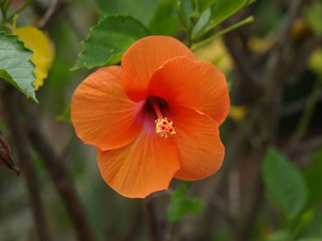 Orange flower up close and in full bloom