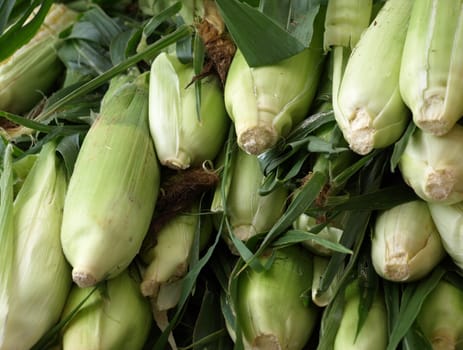 corn for sale at the market. Shown upclose.