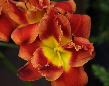 oranange orchids for sale at a farmers market