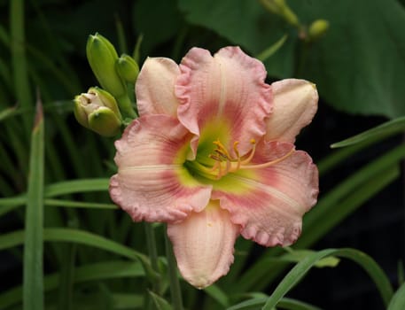 Yellow and pink colored orchid in full bloom. Shown up close.