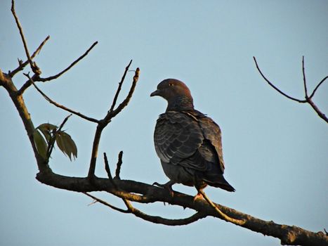 Grey bird on branch of tree                           