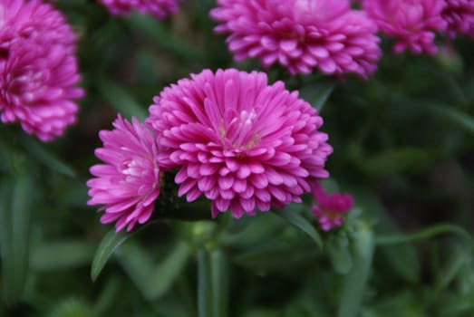 garden flower