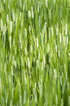 Closeup of green wheat under the sun