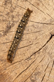 caterpillar on a cut tree trunk