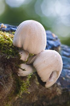 Couple of mushrooms growing out of a dead tree trunk