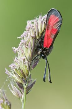 Zygaena butterfly on meadow spike in green background