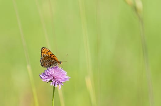 Melitaea butterfly on purple flower and green background