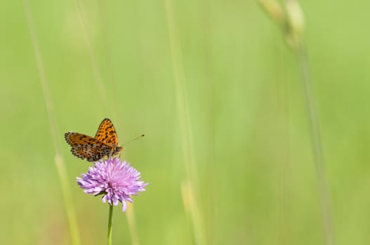 Melitaea butterfly on purple flower and green background