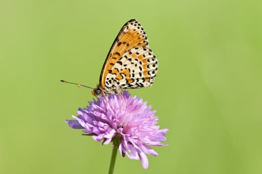 Melitaea butterfly on purple flower and green background