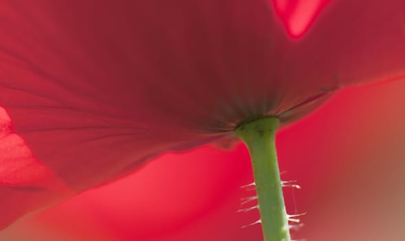 Red poppy flowers in spring