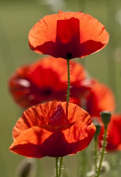 Red poppy flowers in spring