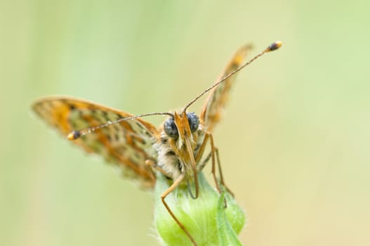 Melitaea butterfly on purple flower and green background