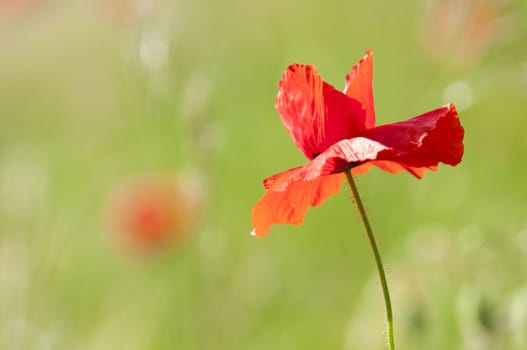 Red poppy flowers in spring