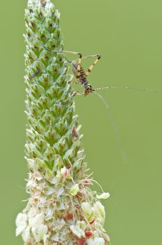Cricket on a graminaceous spike of a meadow
